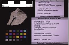 Foto (Objekt + Etiketten) von Munitheites kuepperi (Fraaije et al., 2019) (NHMW-GEO-1990-0041-0170)